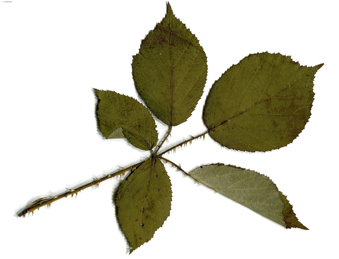 Rubus koehleri (Rosaceae)